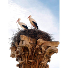 Dos cigüeñas en sus nidos. MARCIANO PÉREZ