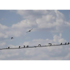 Un grupo de pájaros se posan sobre un cable de alta tensión en Hospital de Órbigo.