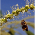 Una abeja se dispone a libar de la flor de un árbol de castaño. GYOERGY VARGA