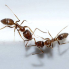 Hormigas.