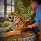 Imagen del vídeo en que se ve a un tigre siendo golpeado para que ruja mientras los turistas se hacen fotos.