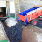 La calidad de la uva a la entrada de las bodegas fue muy buena tras dejar en la viña alguna afectada por botritis a causa de la lluvia