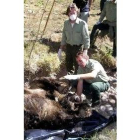 Ejemplar de oso pardo hallado muerto el pasado domingo