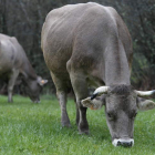 Las ganaderías pequeñas de leche podrían estar amenazadas por la regulación. JESÚS F.. SALVADORES