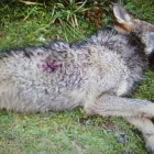 El cadáver del lobo Marley, participante en un estudio científico, tras ser abatido en Picos.