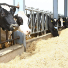 Una explotación de vacuno de leche en la ribera del Esla
