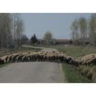 Un rebaño de ovejas cruza una carretera del sur de la provincia