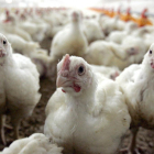 Un grupo pollos, en una granja.