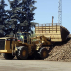 Bulldozer trasladando remolacha en las instalaciones de la azucarera de La Bañeza.
