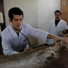 Estudiantes de Veterinaria realizando prácticas en la Universidad