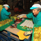 Envasado de manzana reineta en una cooperativa berciana.