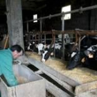 En España se consume más leche de la que se produce en las granjas