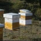 Los apicultores del Bierzo disponen de cuatro mil colmenas para producir 70.000 kilogramos