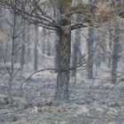 Pinos arrasados tras sufrir el paso del fuego en Castrillo de la Valduerna