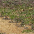 Un viñedo en un área al sur de la capital leonesa