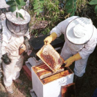 Los apicultores aseguran que la desaparición de las abejas afectará a los vinos y a los frutales, por su labor polinizadora.