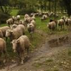 Las ovejas que van camino del sur desde los pastos de la montaña, ayer en la Casa de Campo