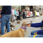 Concentración en León contra  la enmienda del Partido Socialista en relación con la futura Ley de Protección Animal, puesto que esta excluiría a los perros de caza y pastoreo de su cobijo jurídico. DL