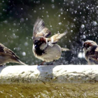 Tres gorriones se refrescan en una fuente. J. J. GUILLÉN