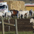 Los caballos permanecerán en el Censyra de Boñar para que puedan ser inspeccionados.