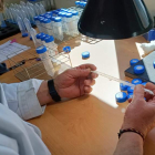 Trabajo de laboratorio para identificar agentes biológicos que ayuden a controlar al hongo. CESEFOR