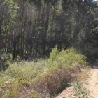 La ruta de las Puentes de Malpaso donde se perdieron los jóvenes de fiesta en Molinaseca.