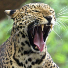 Un leopardo, en un zoo de Bangkok.