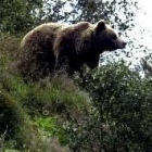 La osa Tola, que viven en el «cercado de los osos» de Proaza (Asturias)