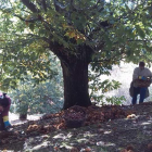 La llegada de la plaga de la avispilla a los castaños bercianos pondría en riesgo su producción.