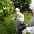 Dos técnicos revisan la presencia de fuego bacteriano.