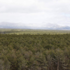 El monte del Riocamba es un referente en la gestión forestal sostenoble en España. MARCIANO PÉREZ