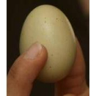 Vista en primer plano del huevo de color verde