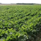 La remolacha está ya a punto para ser recogida del campo a partir de la próxima semana