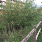 Los arbustos han invadido el cauce del canal de El Carbosillo. DL