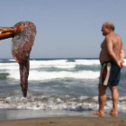 Una medusa sacada con un palo en Alicante. CARLOS BARBA