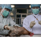 Técnicos sanitarios analizan un pollo en Hong Kong, este jueves.