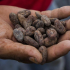 Un hombre muestra unas semillas de cacao secas en Nicaragua