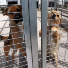 Un par de perros abandonados, en las instalaciones de la perrera de Ponferrada