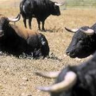 Los ganaderos taurinos de Castilla abren sus fincas al turismo