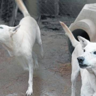 Dos perros que se asilvestraron tras ser abandonados, en la perrera de la protectora de animales de Lleida.