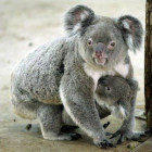 Un koala de 7 años de edad sujetando a su bebé de 8 meses en el Zoo Tapei, Australia.