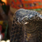 Una serpiente cobra levanta la cabeza bajo los efectos de la flauta. NADEEM KHAWER