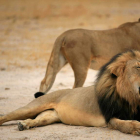 La muerte de ‘Cecil’ desató una gran polémica internacional entre los conservacionistas.