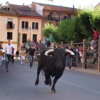 Los pastores azuzan al astado más rezagado de la manada.
