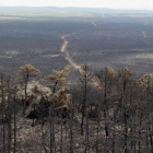 Restos del monte afectado por el incendio de Castrocontrigo.