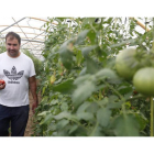 José Olmo, en una plantación de tomates en Mansilla. RAMIRO