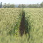 Una plantación de triticale en León impulsada por el Ciemat y la cooperativa Ucogal.