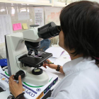 Una investigadora de la Universidad de León trabaja con el microscopio, en una imagen de archivo. NORBERTO