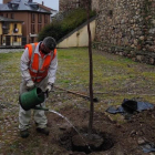 Imagen de la plantación del nuevo ciruelo en el patio. DL