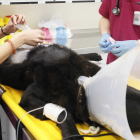 Dos veterinarios atienden a un animal enfermo. RAMIRO
